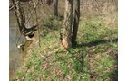 Property photo 35 - 137 Acres in 2 Tracts - 64 Tillable Acres, Potential Building Sites, Hunting